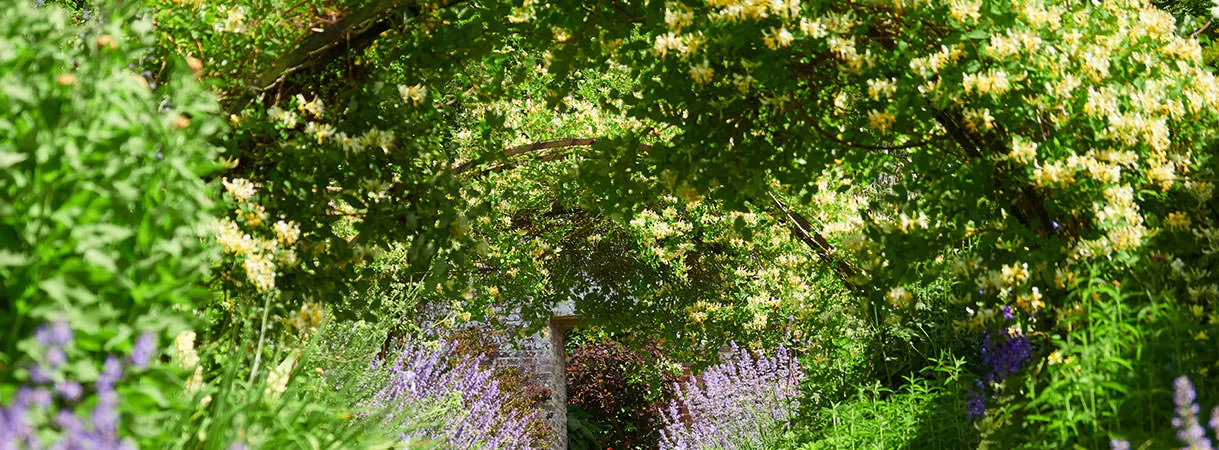 Распространенные виды жимолости