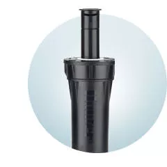 Веерные Веерные