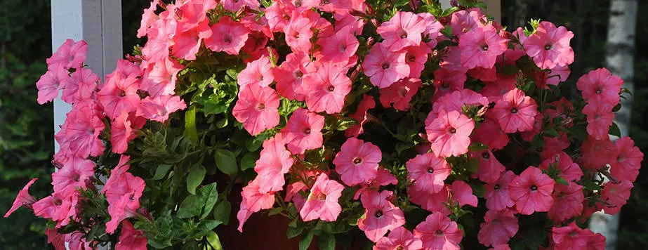 Петуния Опера Коралл