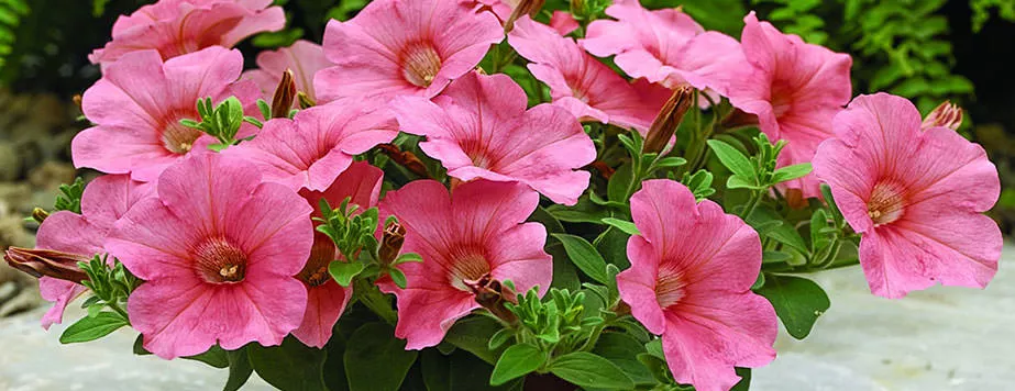 Петуния Рамблин (Ramblin)