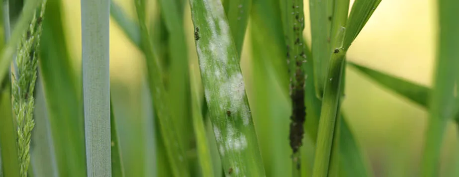 Мучнистая роса