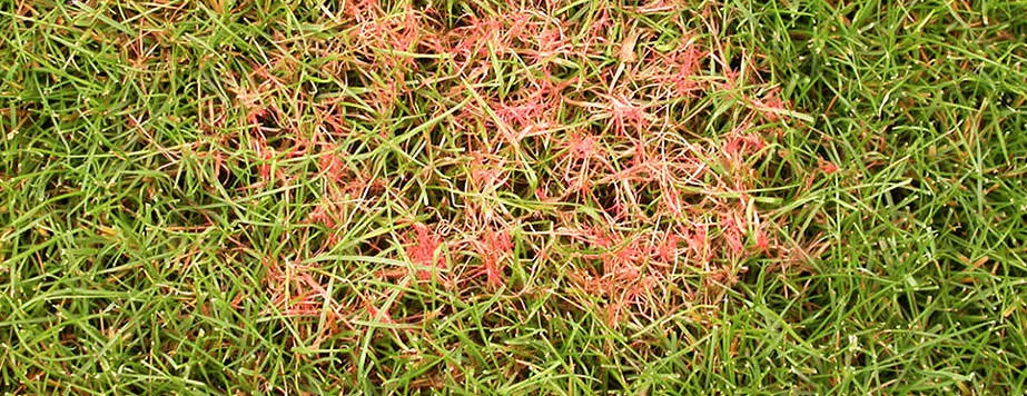 Красная нитевидность