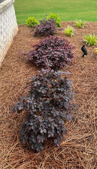 Мульча из хвои