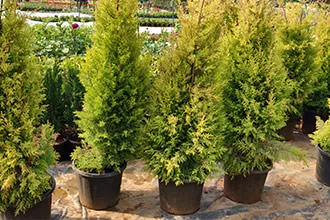 Туя западная Голден Брабант [Т. occidentalis (Golden Brabant)]