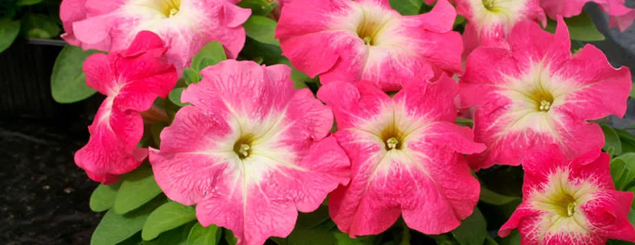 Петуния Коралловый остров