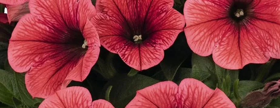 Петуния Потуния Коралл