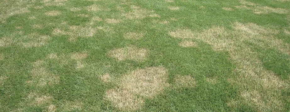 Ризоктониоз