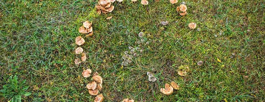 Ведьмины кольца