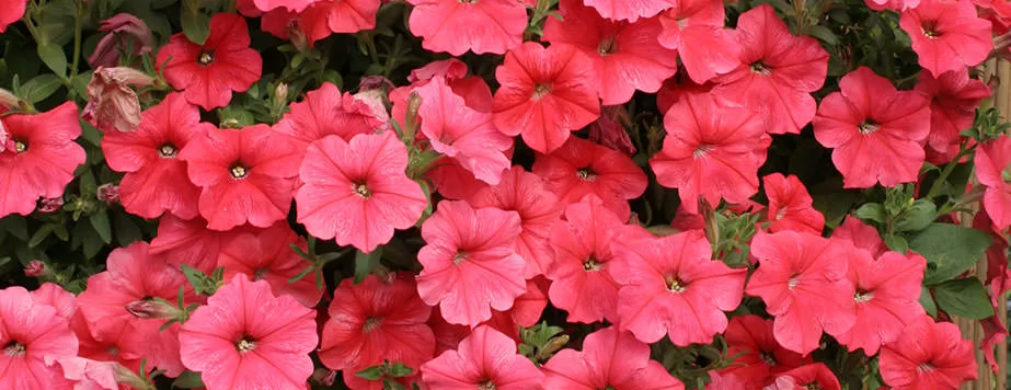 Петуния Екатерина