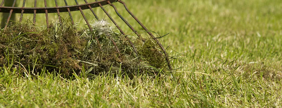 Мхи и лишайники