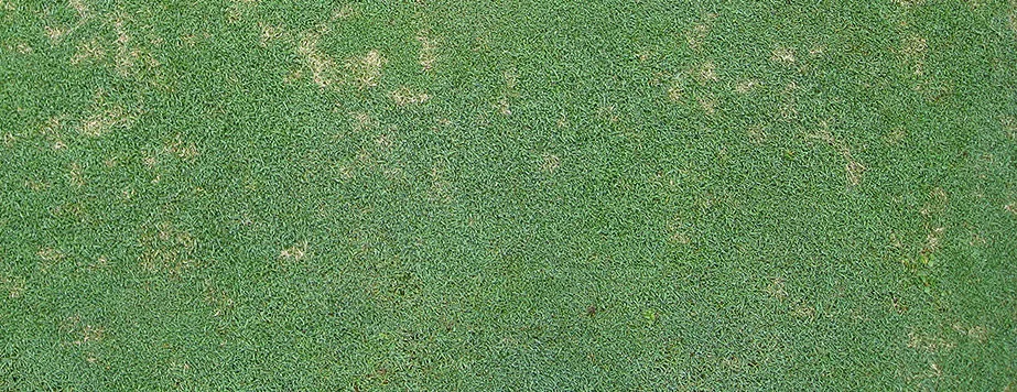 Долларовая пятнистость