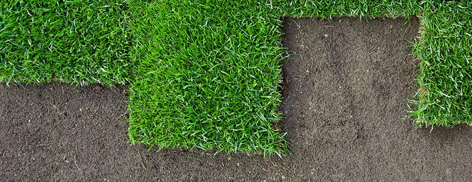 Рулонный газон