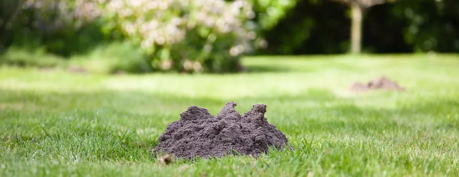 Крот — враг газона