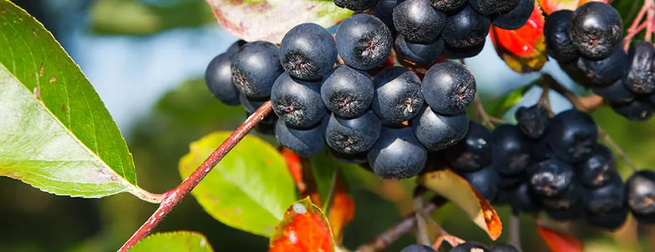 Арония черноплодная Хугин
