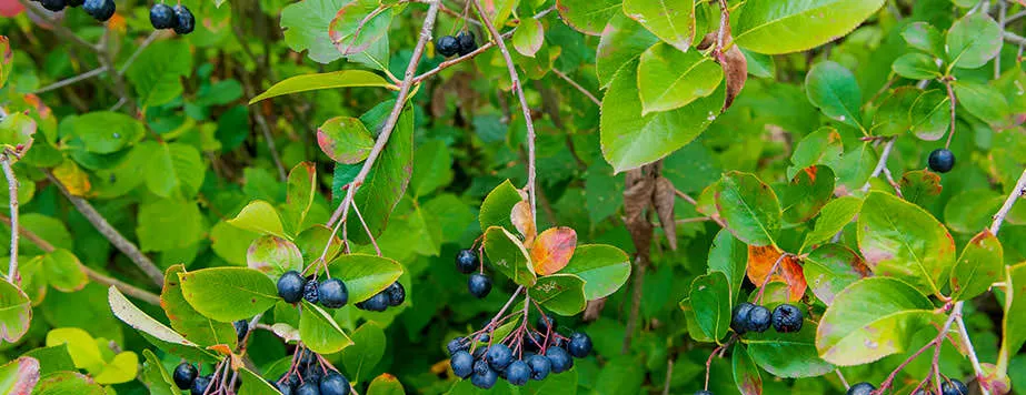Арония черноплодная Неро