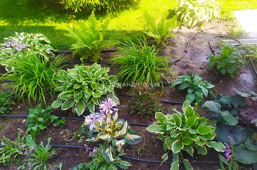 Монтаж капельного полива фото №13