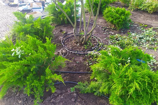 Монтаж капельного полива фото №6