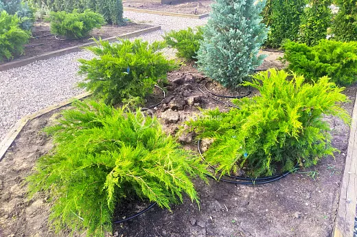 Монтаж капельного полива фото №5