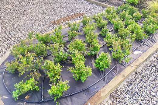 Монтаж капельного полива фото №4