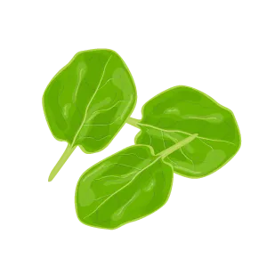 Шпинат (Spinach)