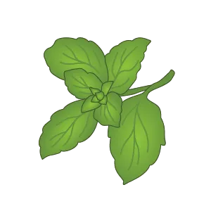 Базилик (Basil)