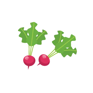 Редис (Radishes)