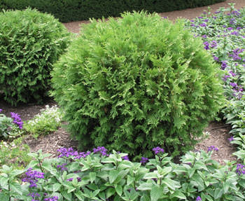 Т. occidentalis ′Woodwardii′