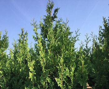 Т. occidentalis ′Spiralis′