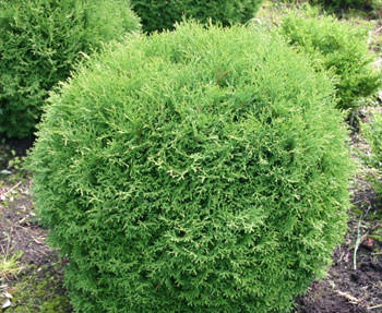 Т. occidentalis ′Tiny Tim′
