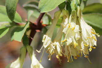 Жимолость Палласа (Lonicera pallasii)