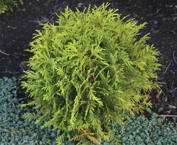 Т. occidentalis ′Golden Glob′