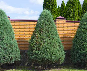 Т. occidentalis ′Brabant′