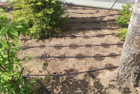 Прикорневой полив туй вдоль забора