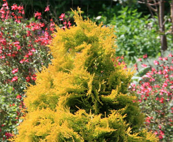 Т. occidentalis ′Sunkist′