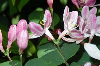 Жимолость татарская (Lonicera tatarica)