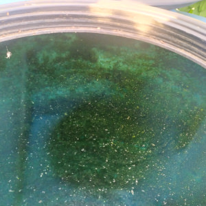 Цветение воды в синей емкости Через синие стенки проходит ультрафиолет, благодаря которому образуются микроорганизмы