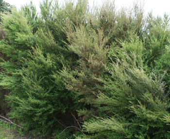 Т. occidentalis ′Ericoides′