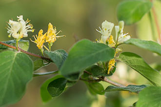 Жимолость лесная (Lonicera xylosteum)