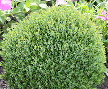 Т. occidentalis ′Teddy′