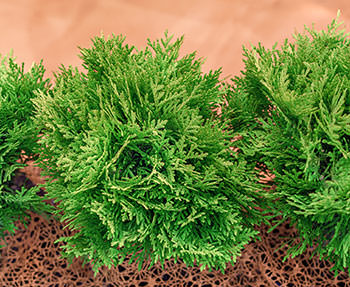 Т. occidentalis ′Danica'