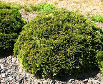 Т. occidentalis ′Recurva Nana′