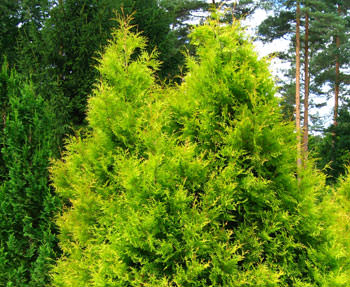 Т. occidentalis ′Ellwangeriana Aurea′