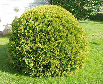 Т. occidentalis ′Globosa′