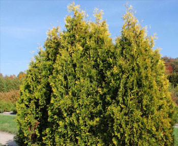 Т. occidentalis ′Yellow Ribbon′