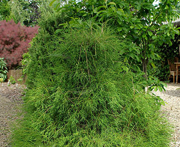 Т. occidentalis ′Filiformis′